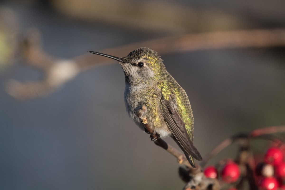 Anna's Hummingbird - ML645064001