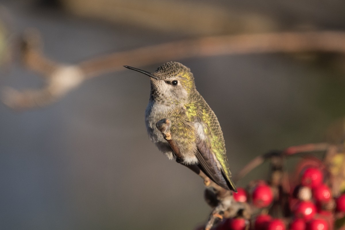 Anna's Hummingbird - ML645064002