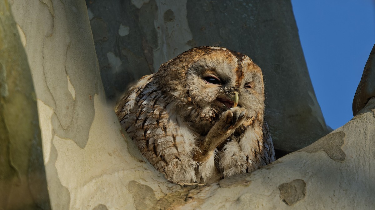 Chouette hulotte - ML645064013