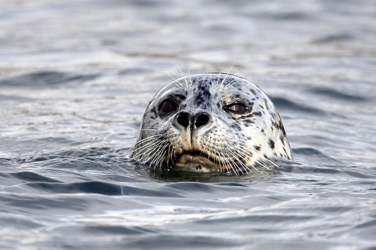 Pacific Harbor Seal - ML645064015