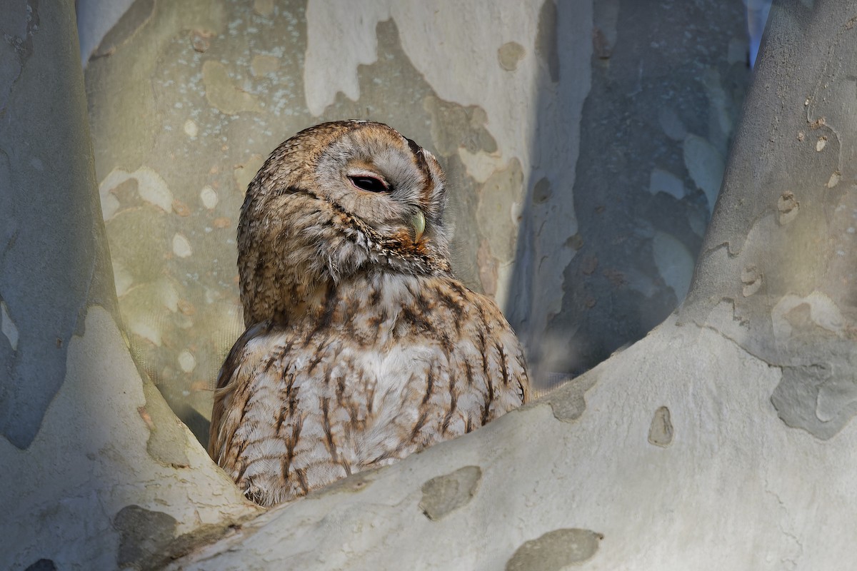 Chouette hulotte - ML645064016