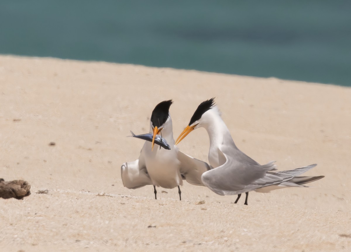 rybák oranžovozobý - ML645064017