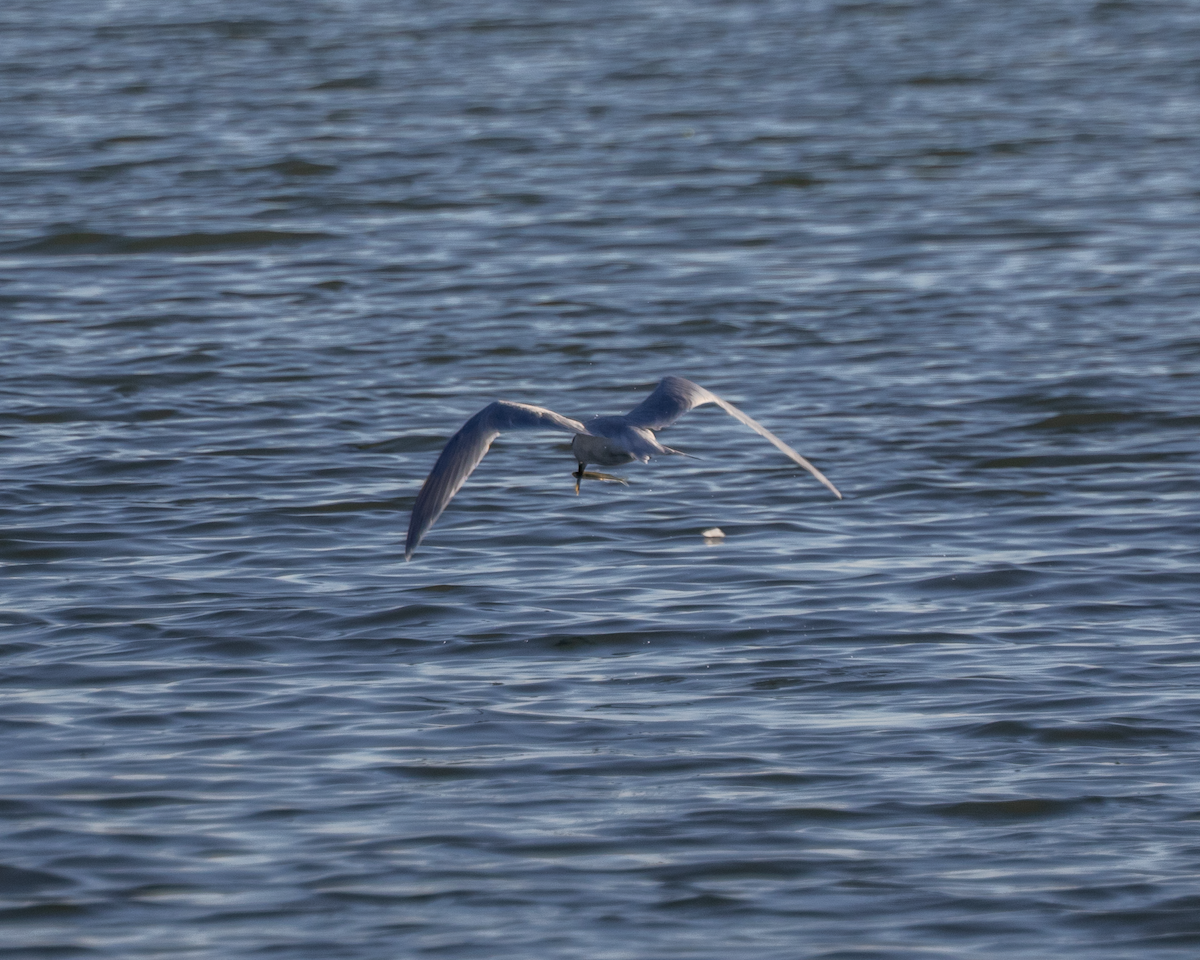 Sandwich Tern - ML645064026