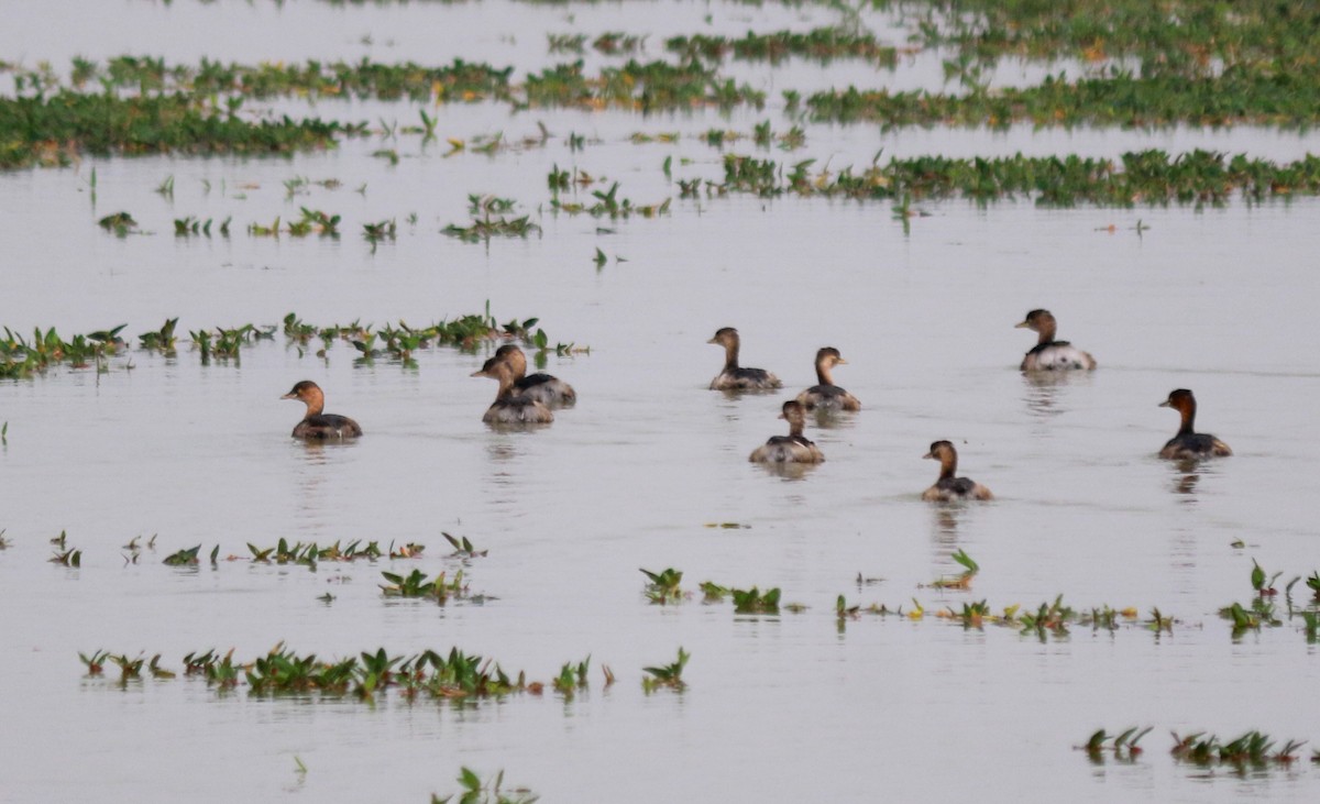 Little Grebe - ML645064036