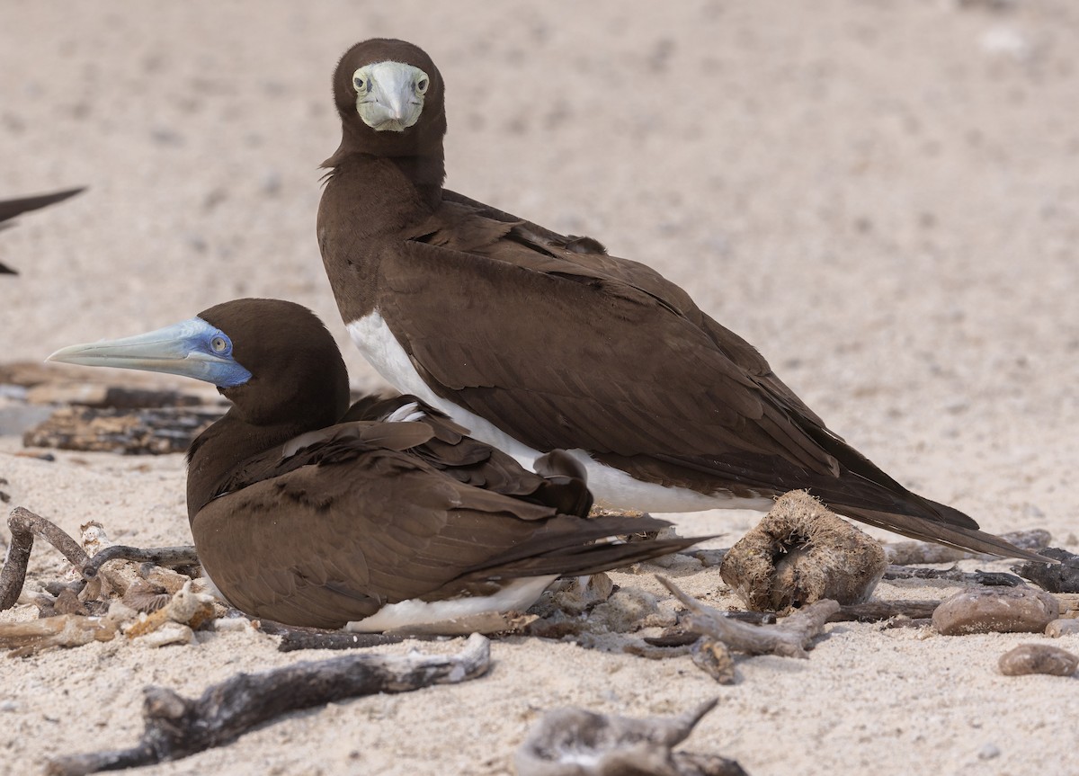 Brown Booby - ML645064040