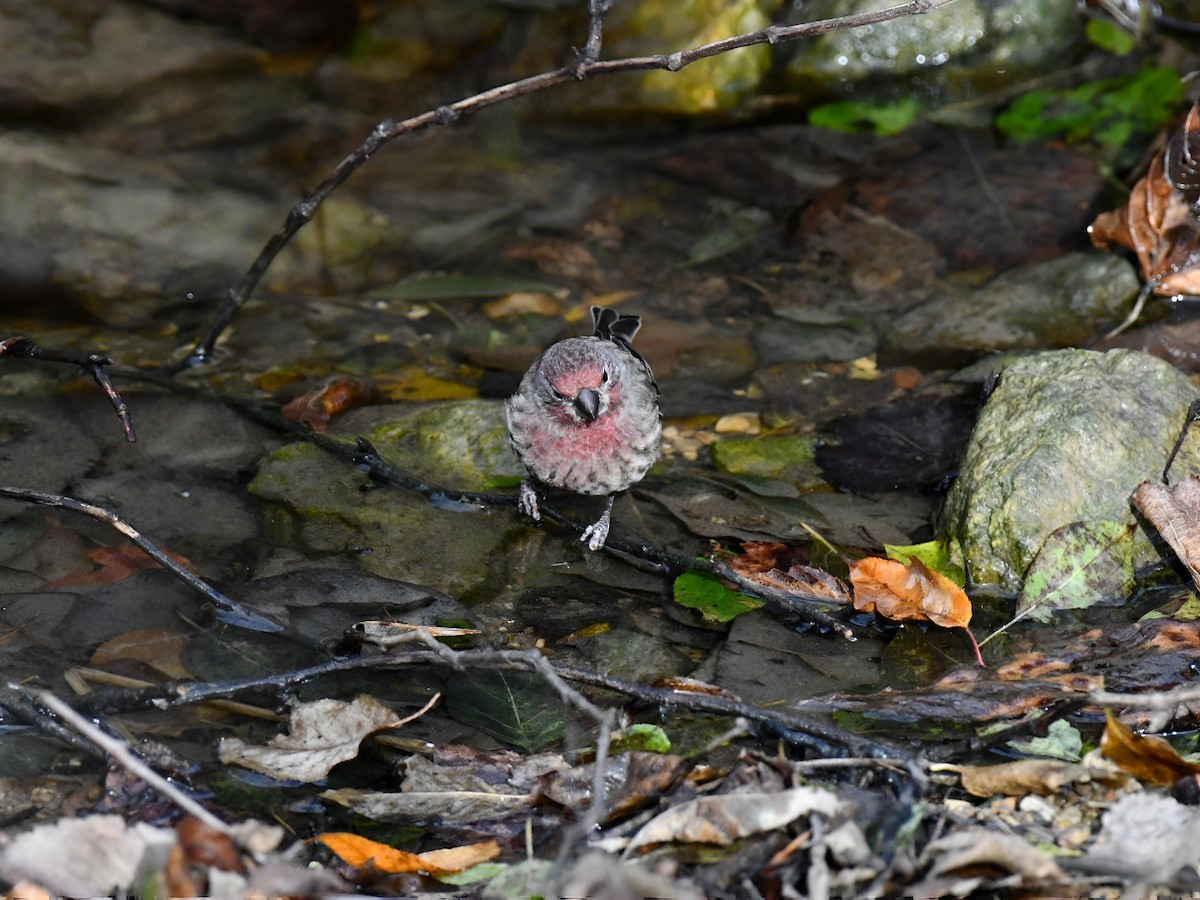 House Finch - ML645064041