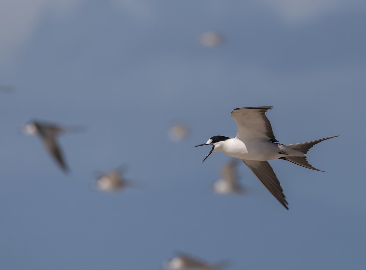 rybák černohřbetý - ML645064073