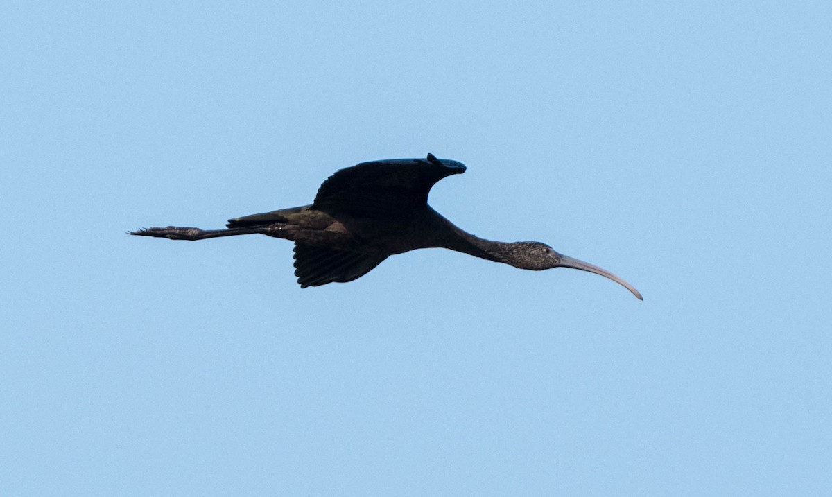 White-faced Ibis - ML645064086