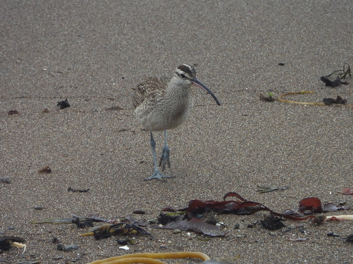 Hudsonian Whimbrel - ML645064094