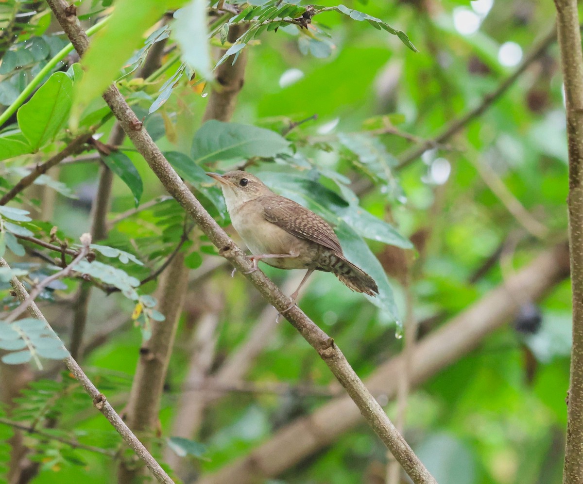 Southern House Wren - ML645064101