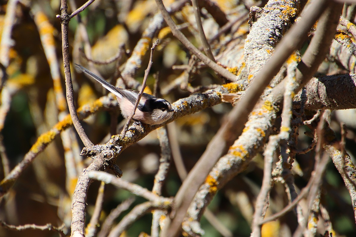 Long-tailed Tit - ML645064118