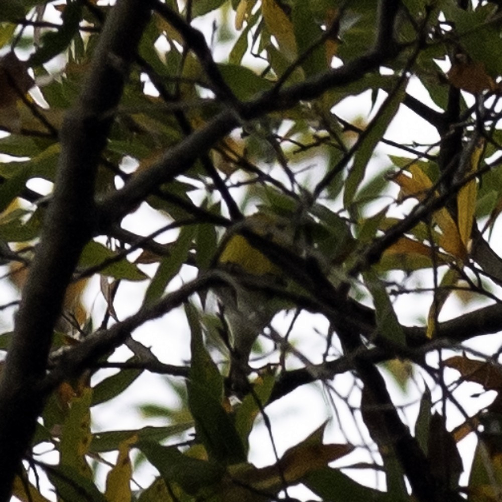 סבכון אורנים - ML645064119