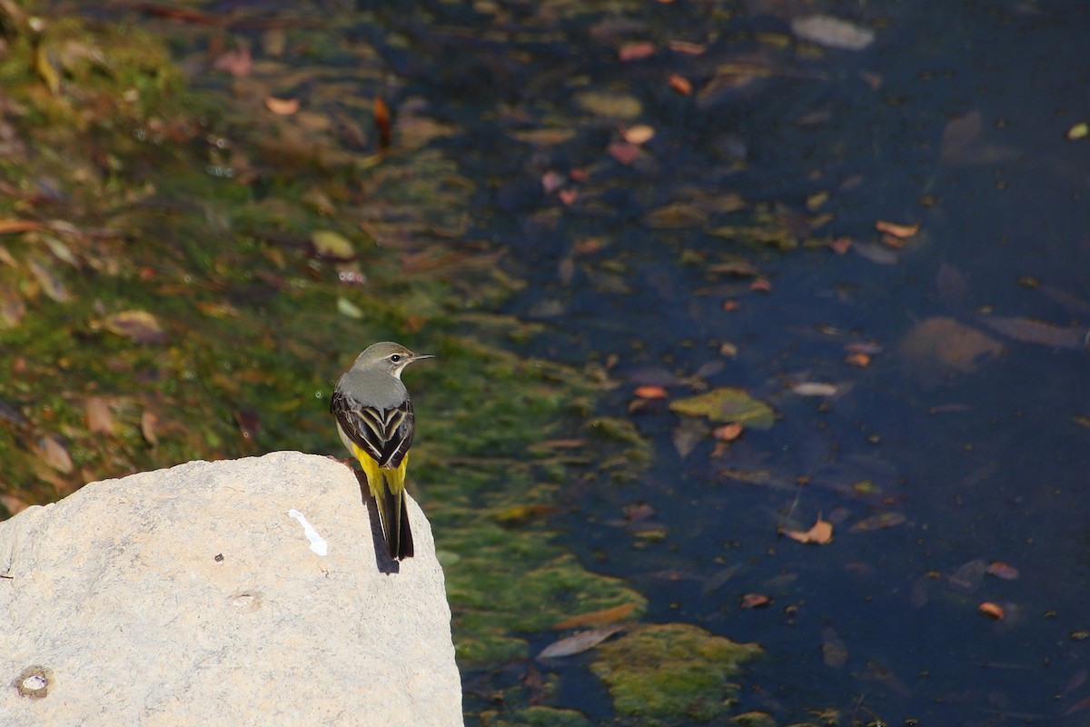 Gray Wagtail - ML645064122