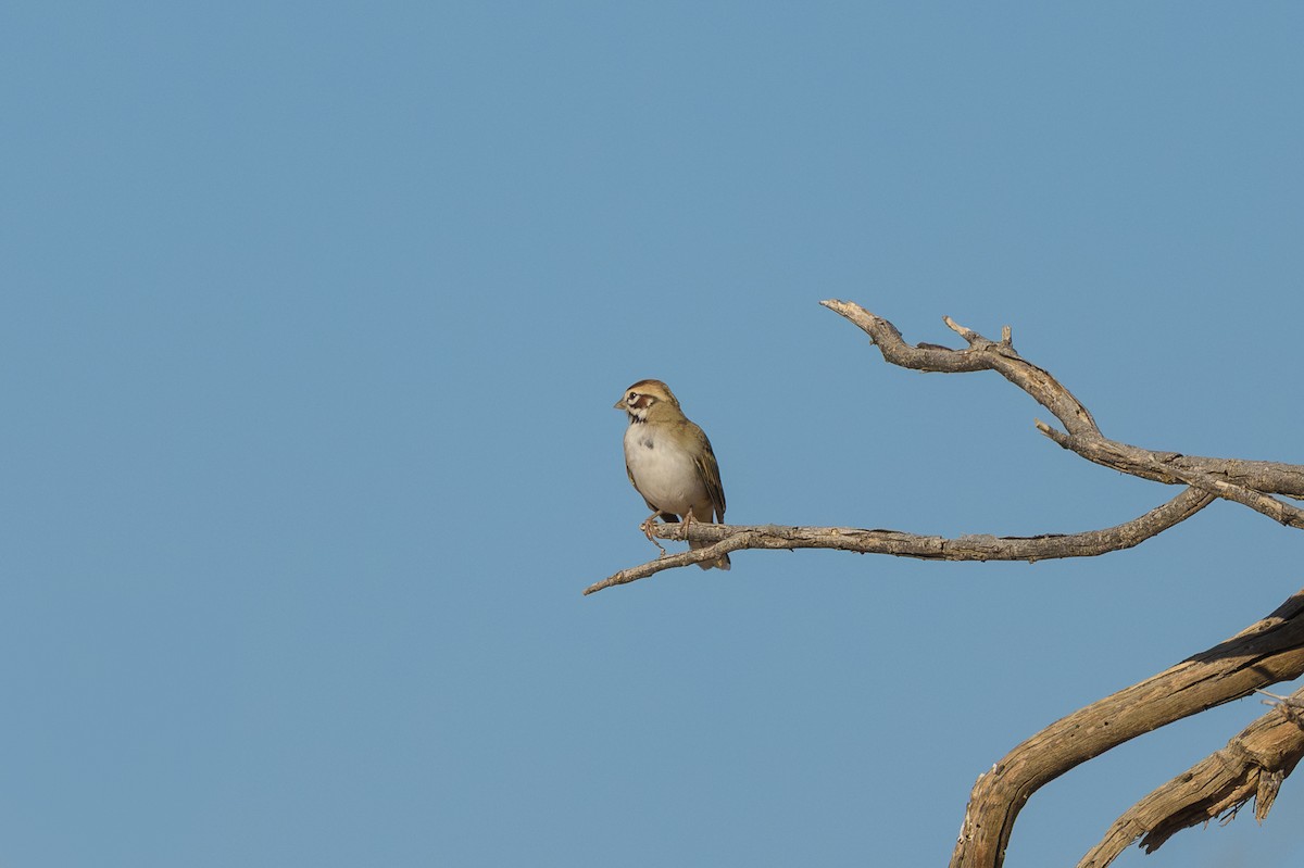 Lark Sparrow - ML645064124