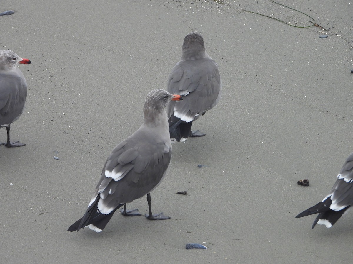 Heermann's Gull - ML645064128