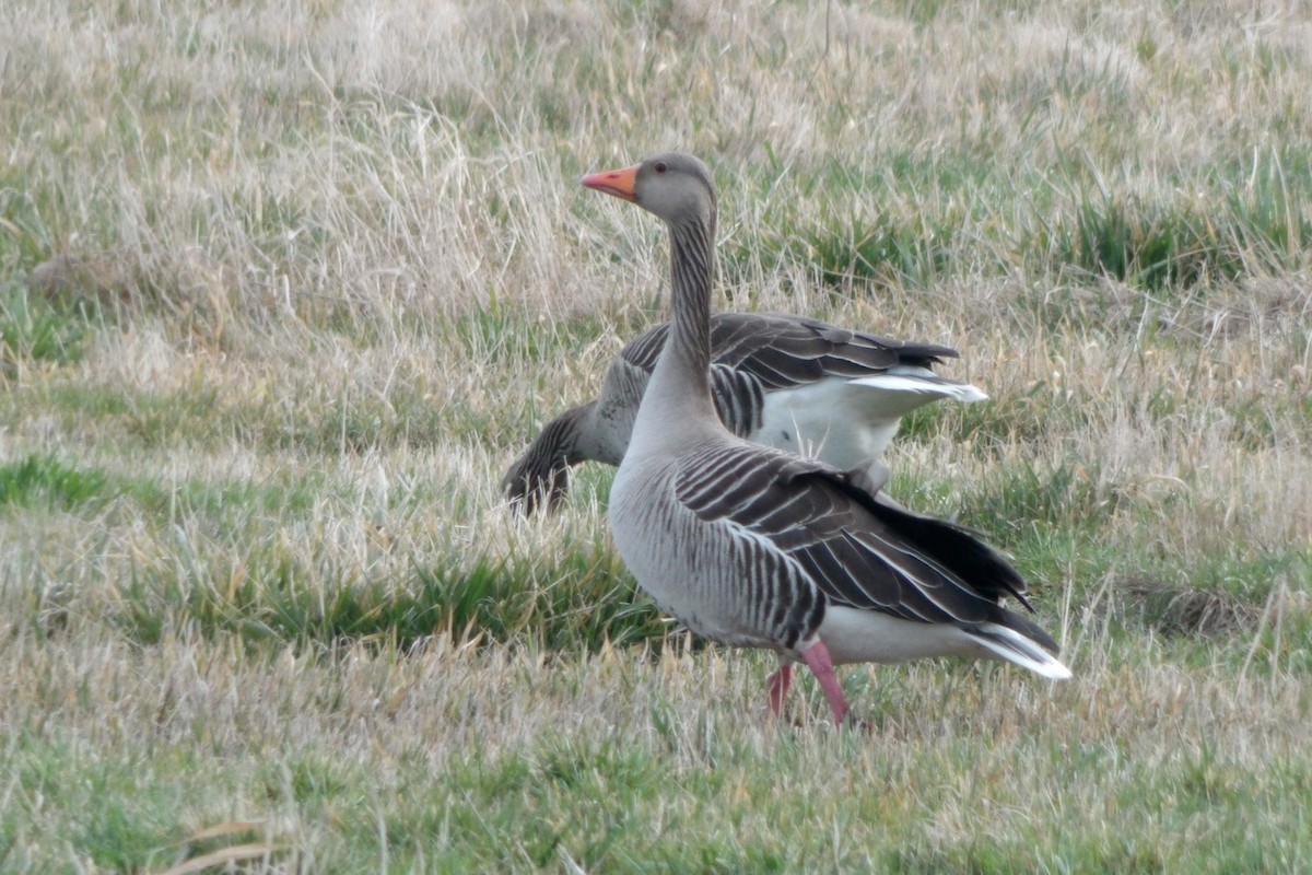 Graylag Goose - ML645064138
