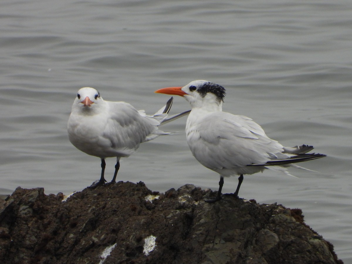 Royal Tern - ML645064141