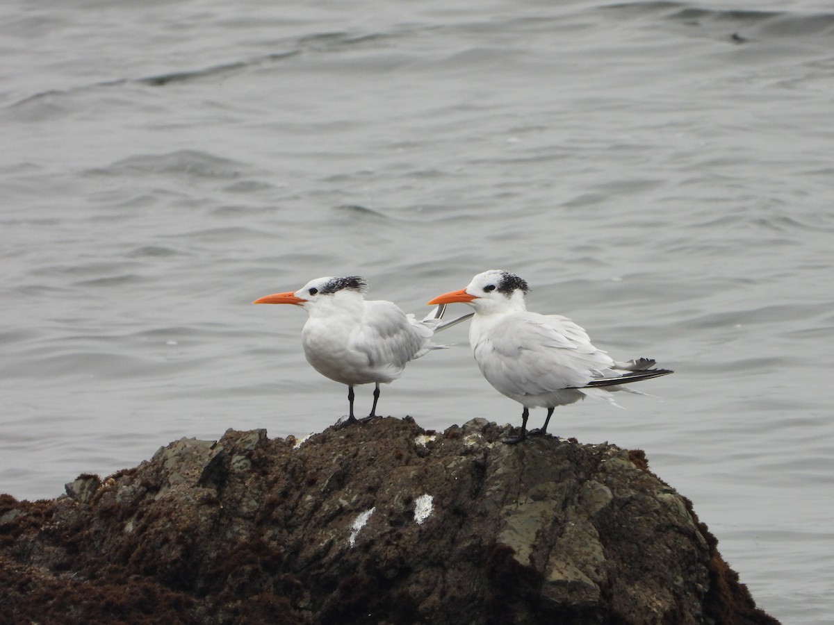 Royal Tern - ML645064143
