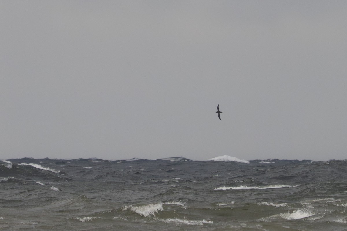 ハイイロミズナギドリ - ML645064166