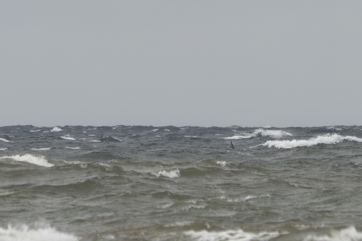 ハイイロミズナギドリ - ML645064167