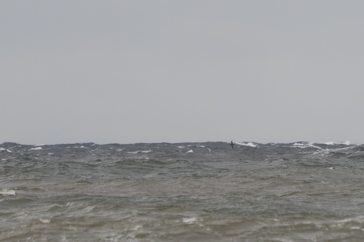 ハイイロミズナギドリ - ML645064168