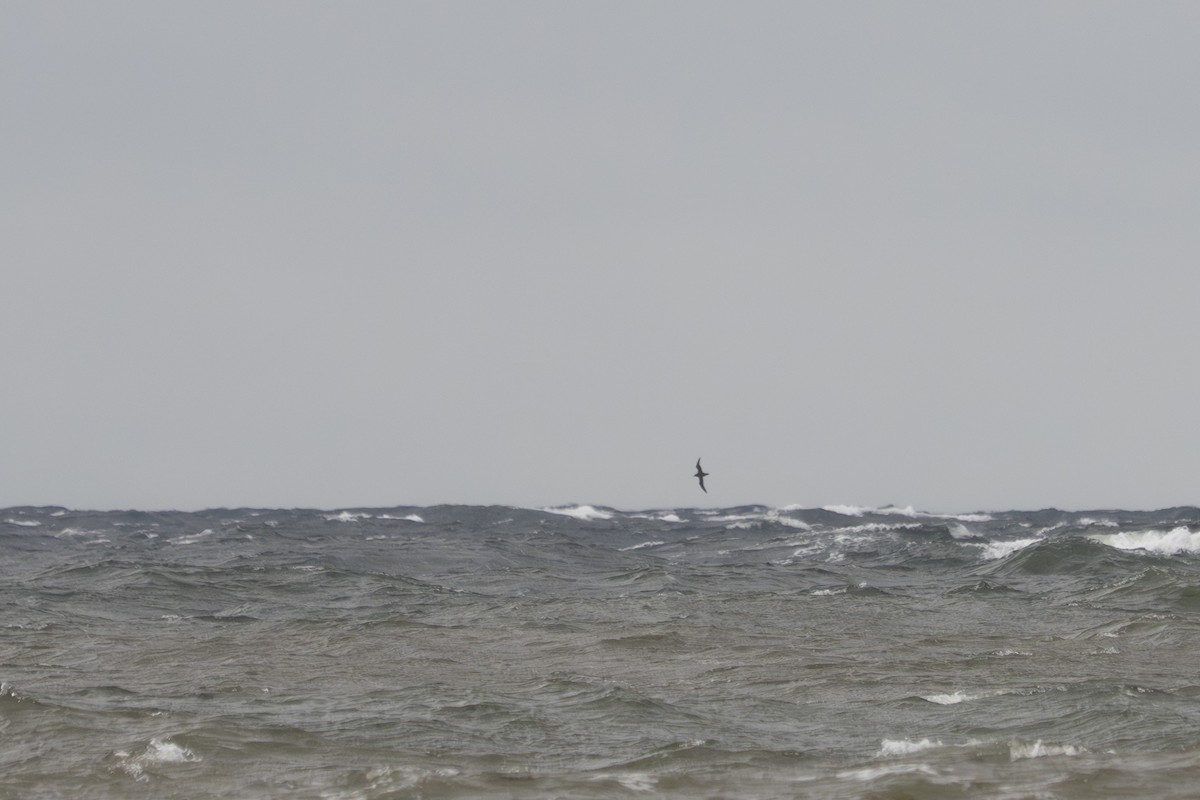 ハイイロミズナギドリ - ML645064169