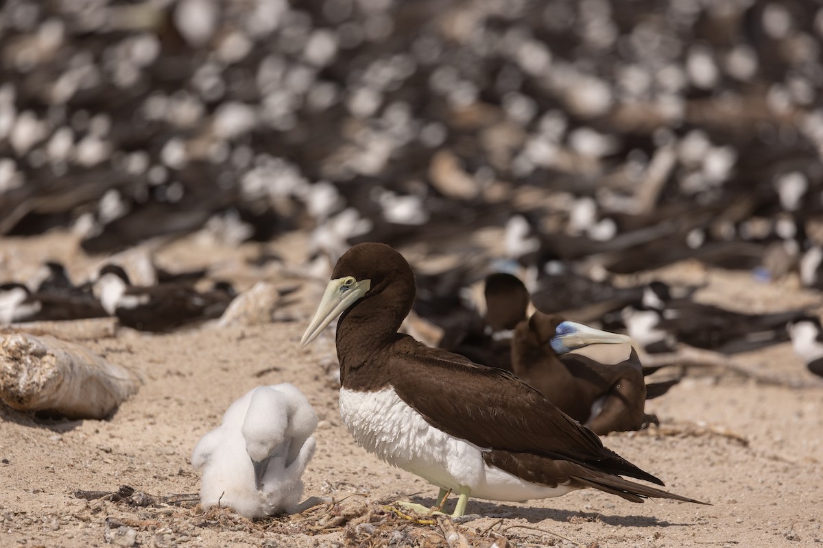 Brown Booby - ML645064171