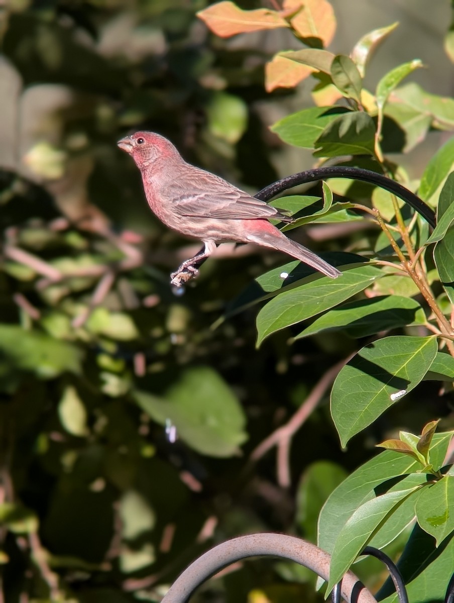 House Finch - ML645064195