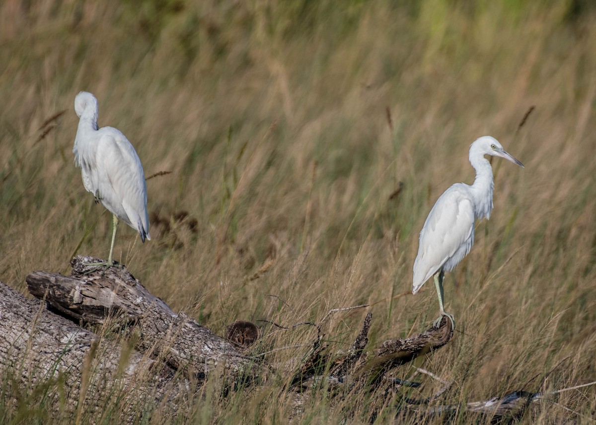 Little Blue Heron - ML645064206