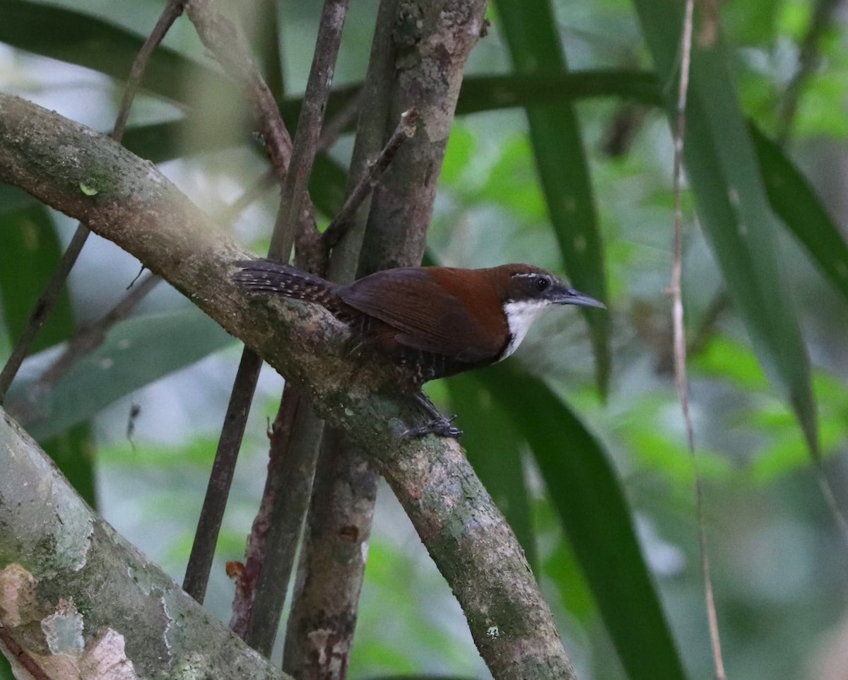 Black-bellied Wren - ML645064209