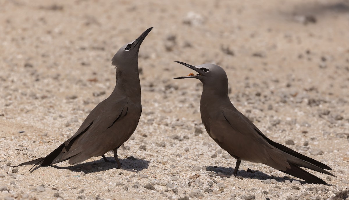 nody obecný - ML645064211