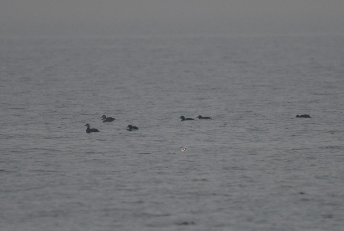 ヨーロッパクロガモ - ML645064223