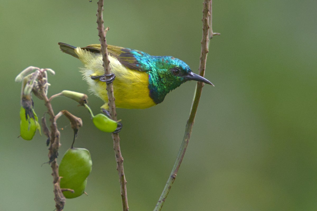 strdimil obojkový - ML645064226