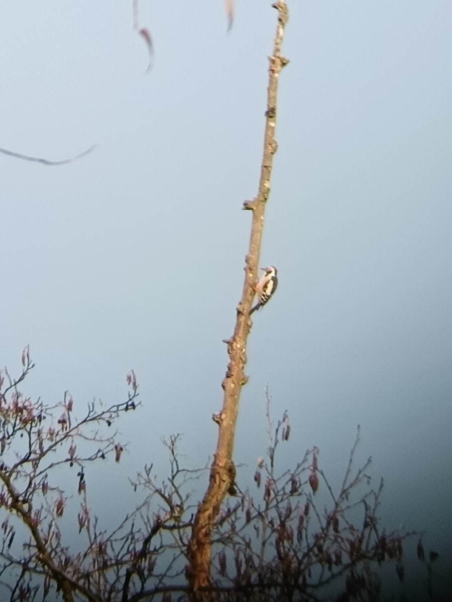 Middle Spotted Woodpecker - ML645064228