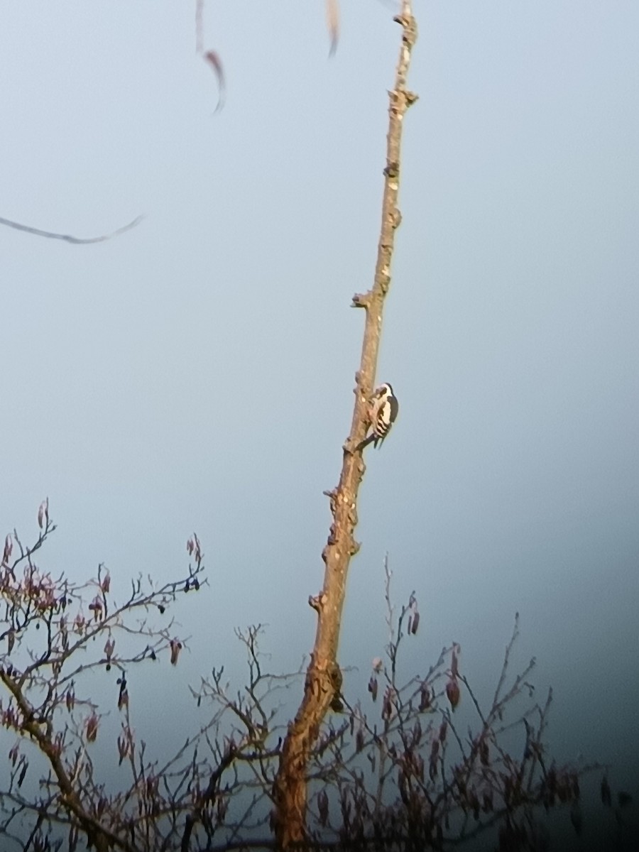 Middle Spotted Woodpecker - ML645064229
