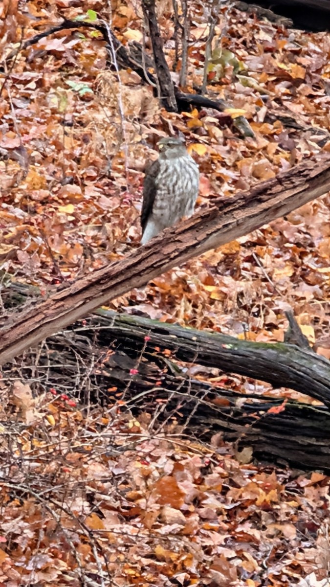 krahujec americký - ML645064234