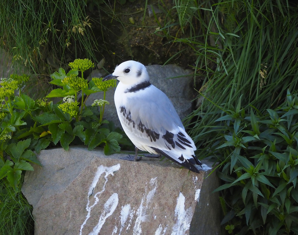 Kara Ayaklı Martı - ML645064259