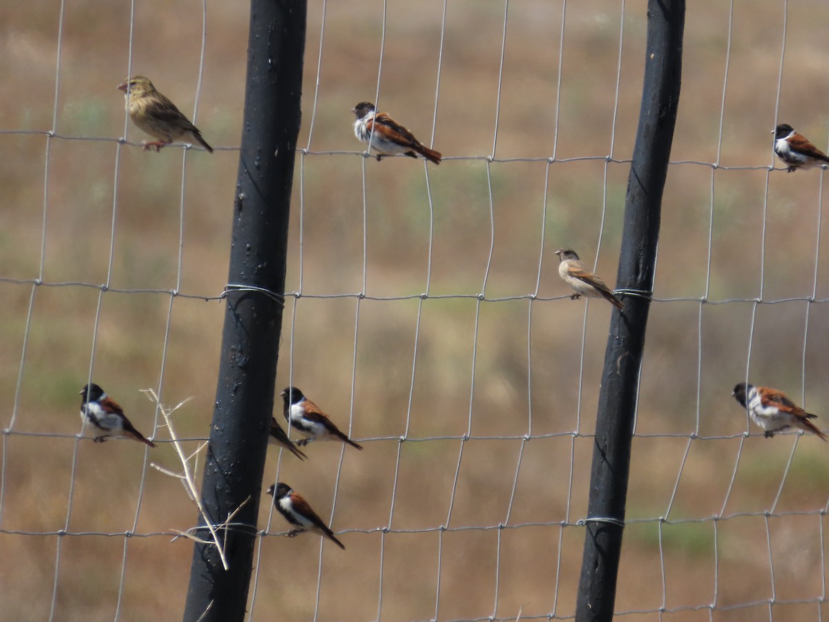 Black-headed Canary - ML645064276