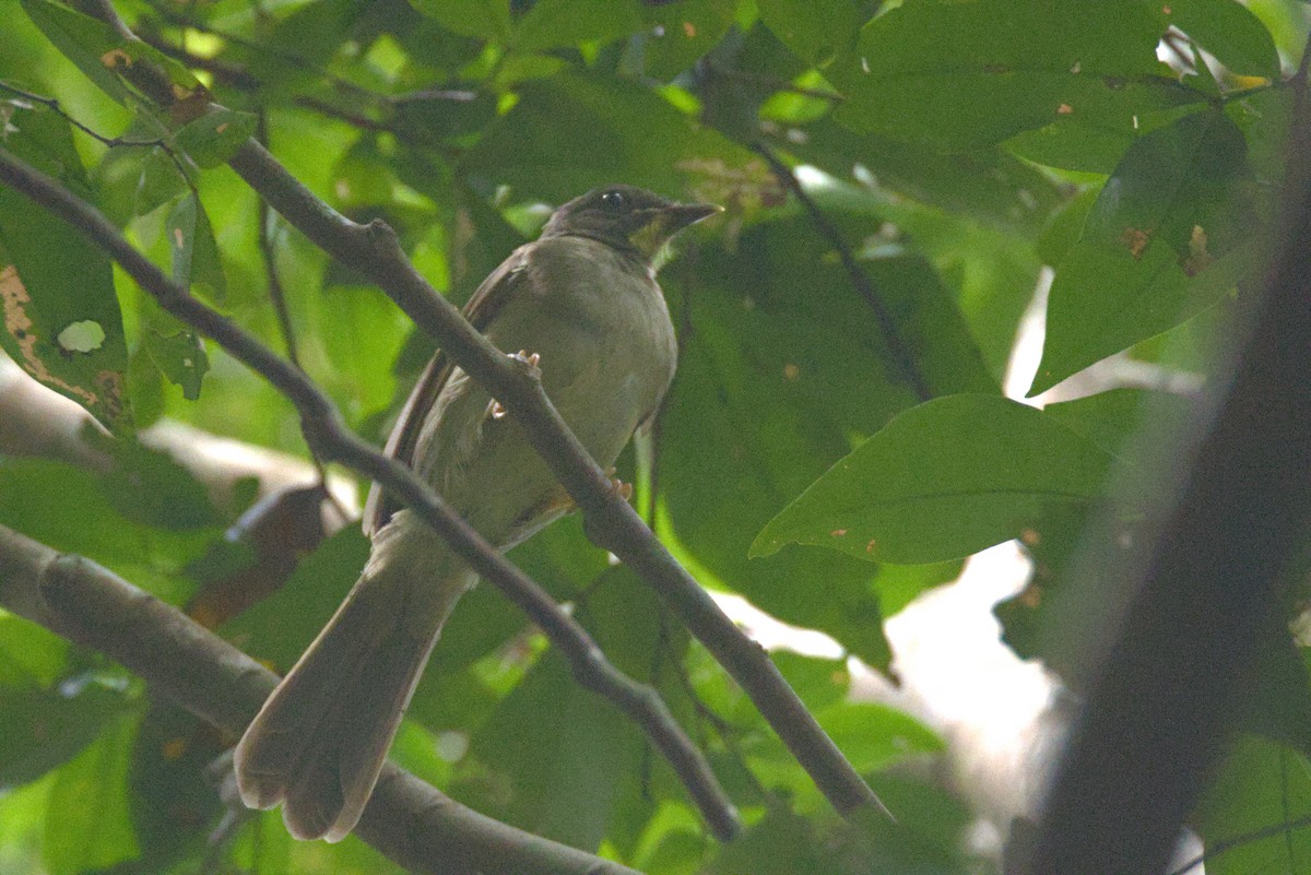 Yellow-whiskered Greenbul - ML645064277