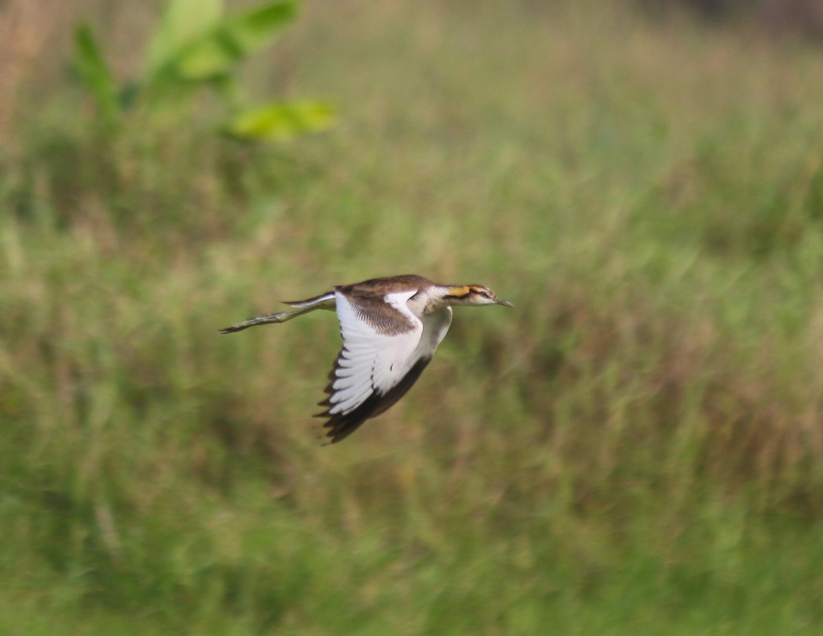 Фазанохвостая якана - ML645064280