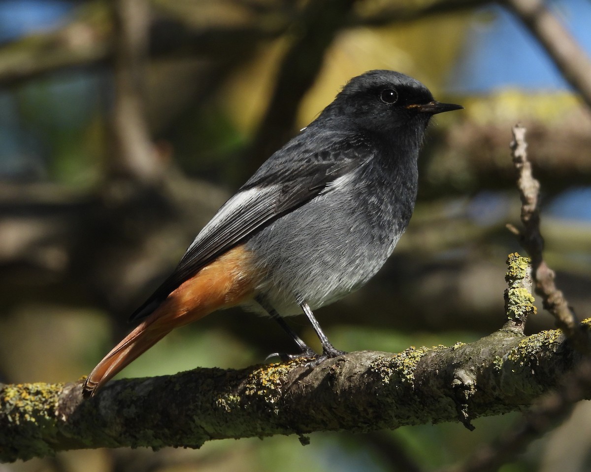 חכלילית סלעים - ML645064296