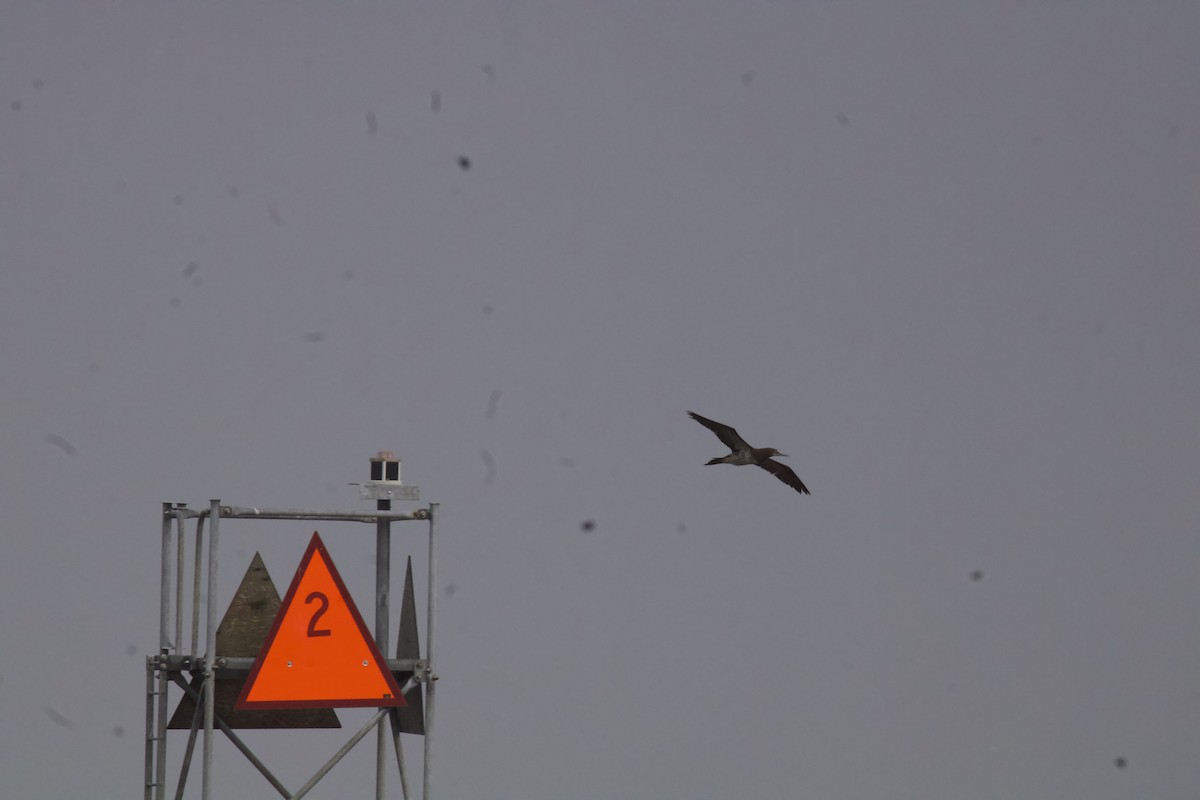 Brown Booby - ML645064298