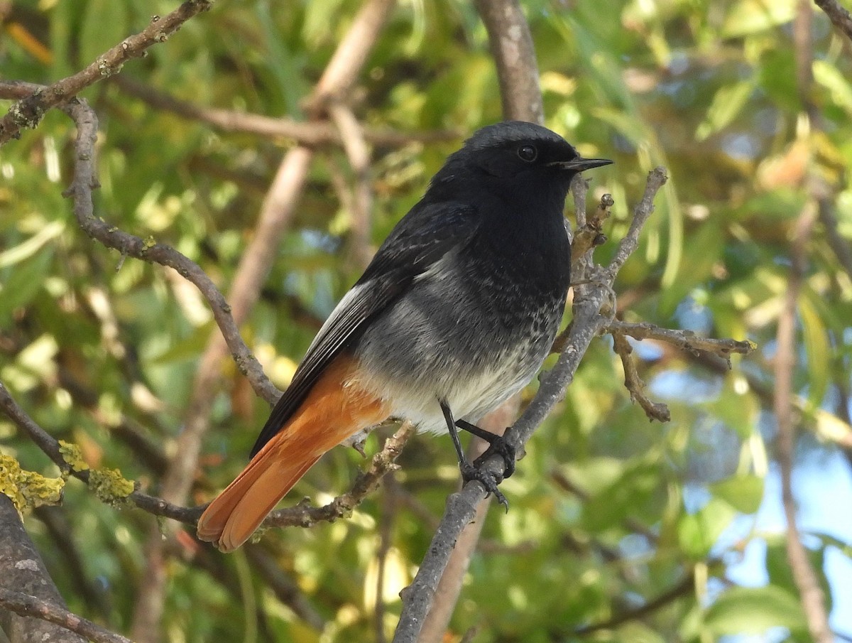 חכלילית סלעים - ML645064302