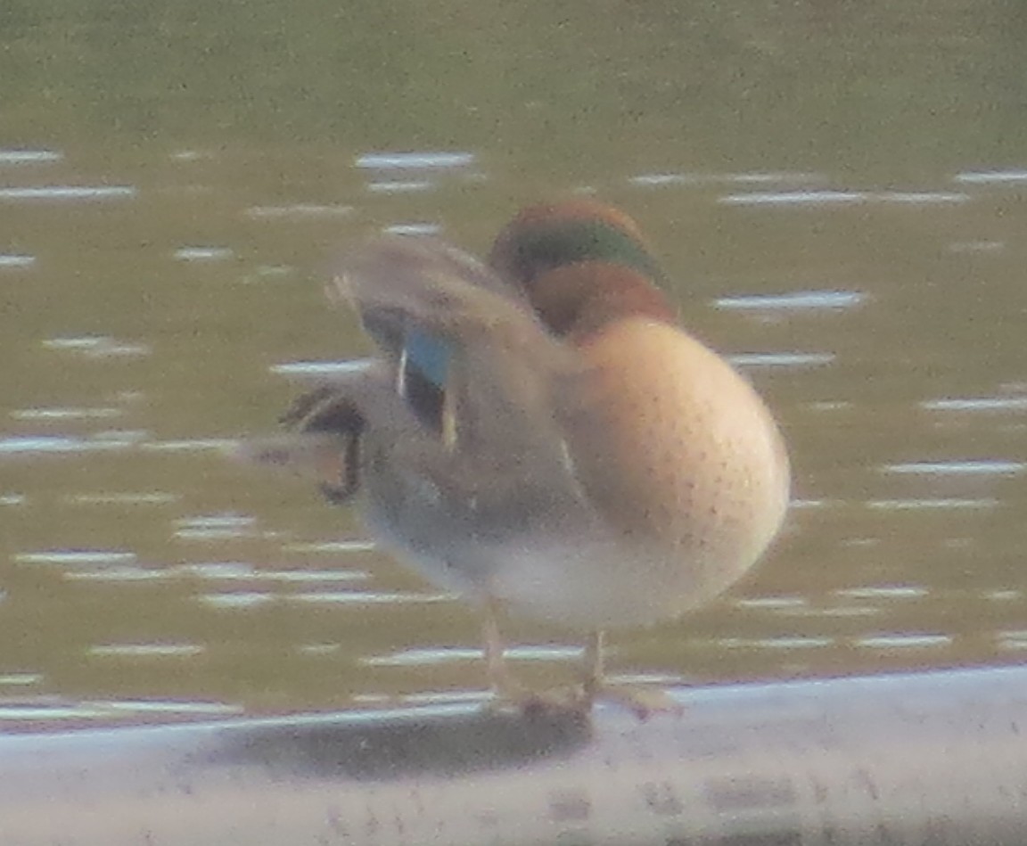 Green-winged Teal - ML645064317