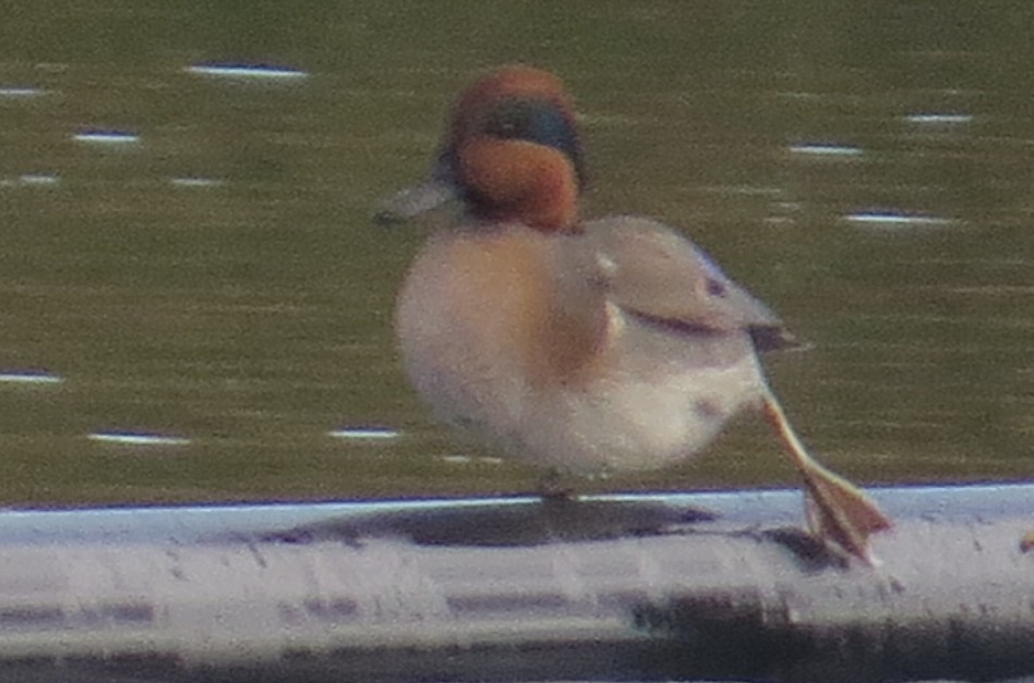 Green-winged Teal - ML645064318