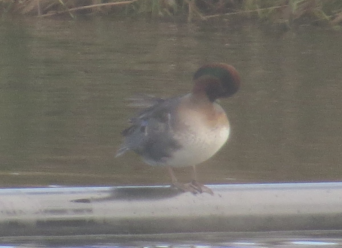 Green-winged Teal - ML645064320