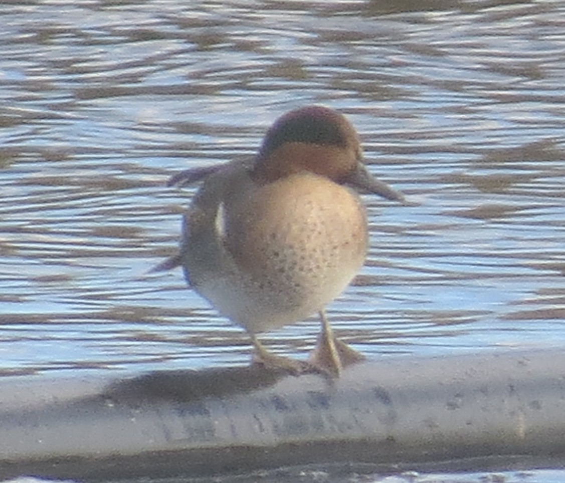 Green-winged Teal - ML645064321