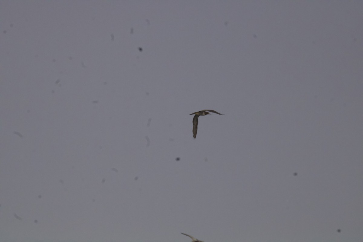 Brown Booby - ML645064336