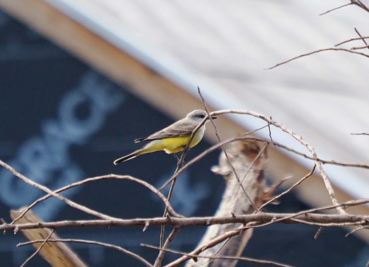 ニシタイランチョウ - ML645064339