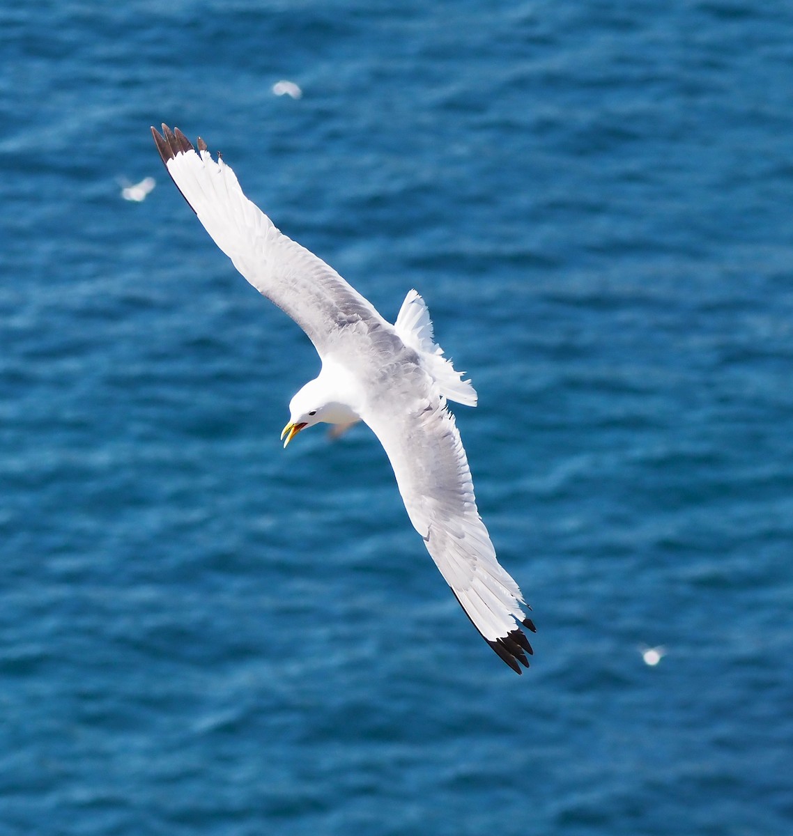 Kara Ayaklı Martı - ML645064345